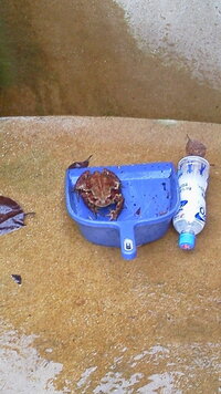 池の清掃の仕方について 池の掃除をするにあたって方法を検討中 Yahoo 知恵袋