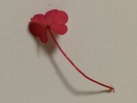 庭で 小さいピンク色のミツバを見つけました 珍しいのでしょうか アカカ Yahoo 知恵袋