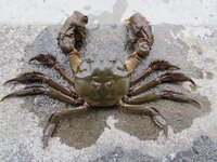 浜名湖で蟹を取る方法 ポイント 場所 を教えてください 可能なら幻の どう Yahoo 知恵袋