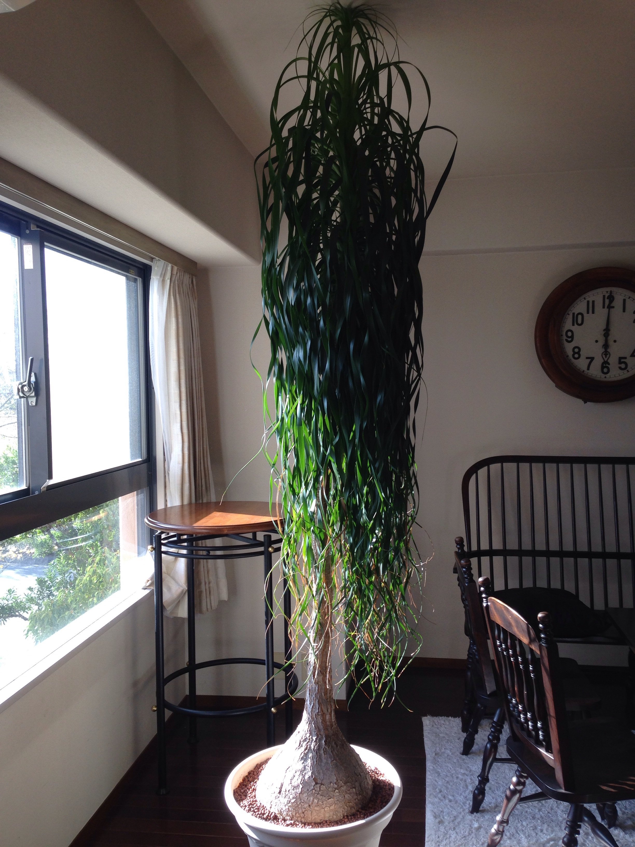 トックリラン(ノリナ)が成長し過ぎて天井にあたり困っています。ばっ