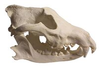 ライオンとオオカミはどちらが強いですか ライオンとオオ Yahoo 知恵袋