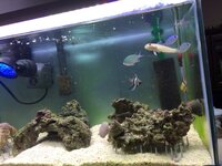 デバスズメダイについて教えてください。 我が家では4匹のデバスズメダイを飼育しているのですが、
基本的に一か所に留まり、他のプテラポゴンカウデルニーやマンジュウイシモチ、ミズタマハゼと一緒に群泳？しています。
そんなものかなーと思っていたのですが、先日あるアクアショップに行った所、

水槽内にいる何十匹ものデバスズメダイがかなり活発に泳いでいました。

それを見て、我が家のデバス...