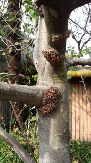 リンゴフジの木ですが一昨年より主幹部 枝の一部に添付写真のようなコ Yahoo 知恵袋