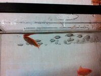 金魚が横になって沈む かれこれ１ ２週間ほど 金魚が横にな Yahoo 知恵袋