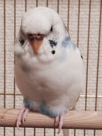 インコの様子が昨日からおかしいです 首を上下に振って 食べたものを Yahoo 知恵袋