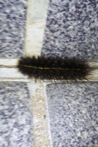 茶色や黒の種類があって もこもこしていてよく道路を横断しているあの Yahoo 知恵袋