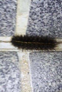 3cmほどのこの黒い毛虫は何の幼虫でしょうか ヒトリガ類の幼虫で Yahoo 知恵袋