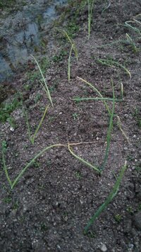 定植した玉葱苗の葉が黄変しました いつもお世話になっております 今回は玉葱苗 Yahoo 知恵袋