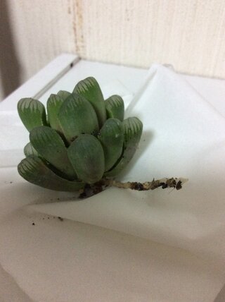 根にカビが生えてしまいました T T オブツーサという多肉植物を育てています Yahoo 知恵袋