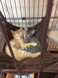 子猫のオムツの型紙を探しています 子猫を拾いました まだ小 Yahoo 知恵袋
