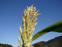 紅きび 高きび という雑穀のキビの種を頂いたのですが これは Yahoo 知恵袋