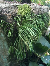 家の庭に石から植物が生えています 古い神社 寺でもみかけます この植物の名前 Yahoo 知恵袋