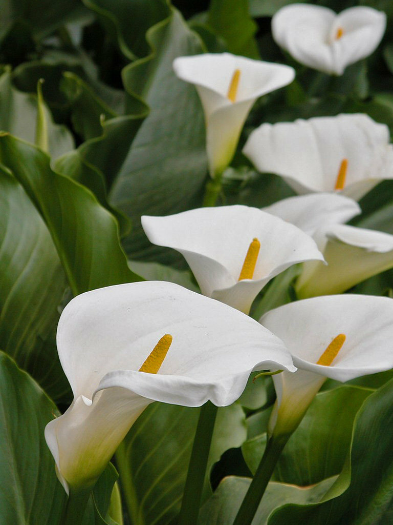花に詳しい方 教えて下さい 白い花で 花びらが２枚 形がチューリッ Yahoo 知恵袋