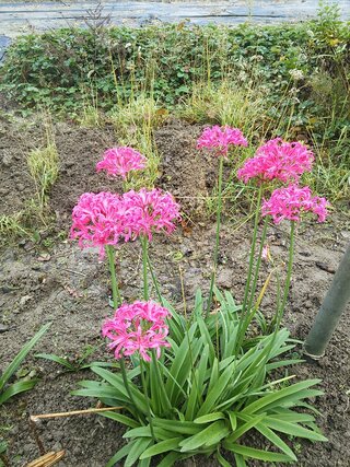 この花は何でしょうか 彼岸花に似てますが色がピンクです 彼岸花科の ネリ Yahoo 知恵袋