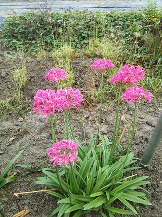 この花は何でしょうか 彼岸花に似てますが色がピンクです 彼岸花科の ネリ Yahoo 知恵袋