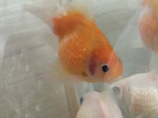 金魚エラ病でしょうか 11 20に マンション下噴水に金魚が3匹捨 Yahoo 知恵袋