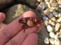 ヤドカリって食べれるんですか ヤドカリ磯や干潟にいる小型のヤドカリはそ Yahoo 知恵袋