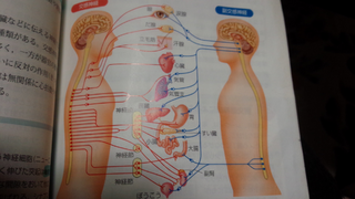 この図の交感神経副交感神経の繋がる器官は覚えますか 覚えるなら覚え方を教えて Yahoo 知恵袋