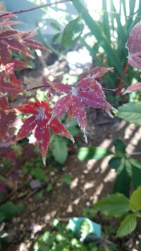 紅葉の葉が白くなります 病気と対処法を教えて下さい お願いします 中間 Yahoo 知恵袋