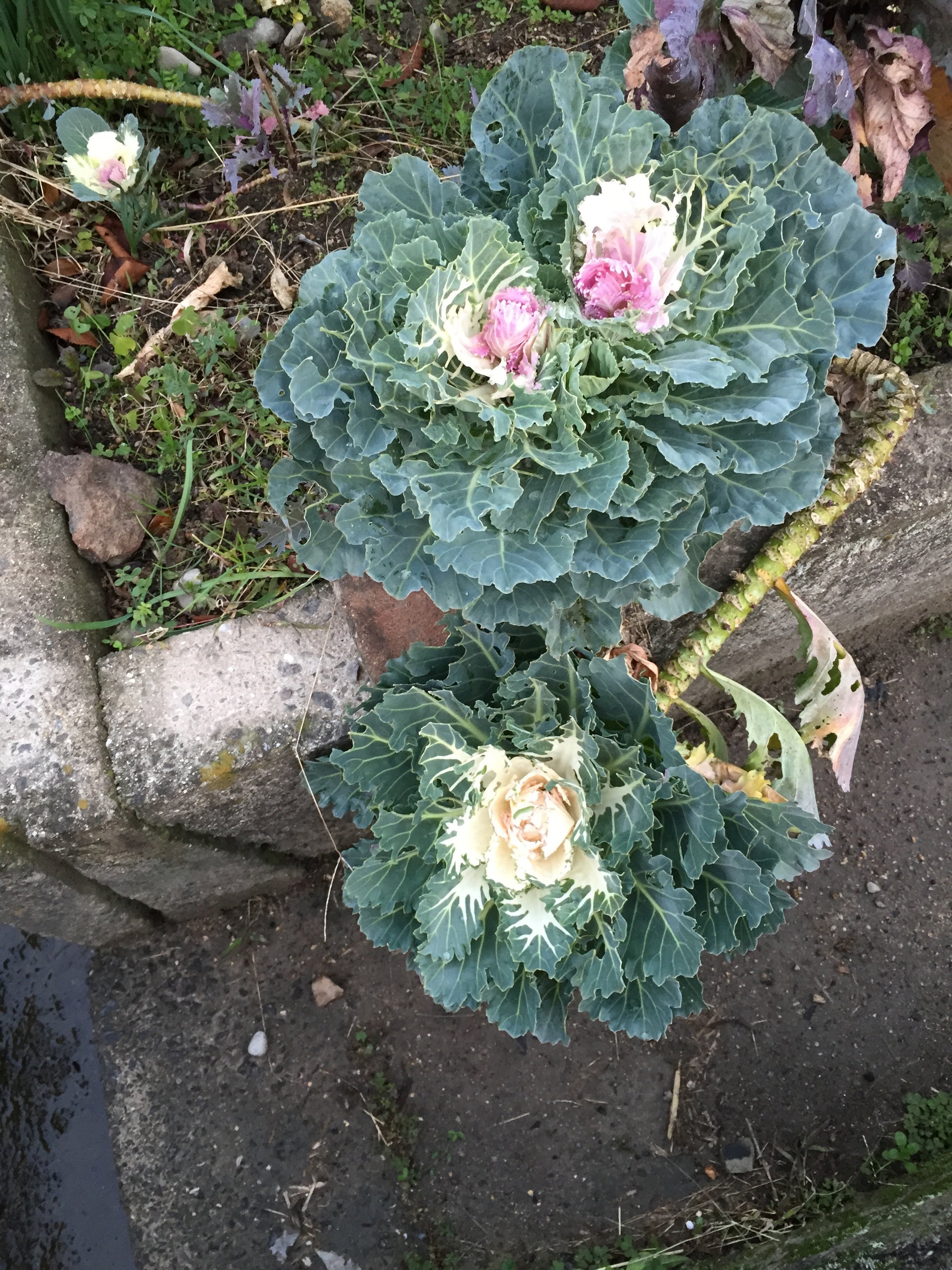 このキャベツみたいな花？の名前を教えてください - 「ハボタン