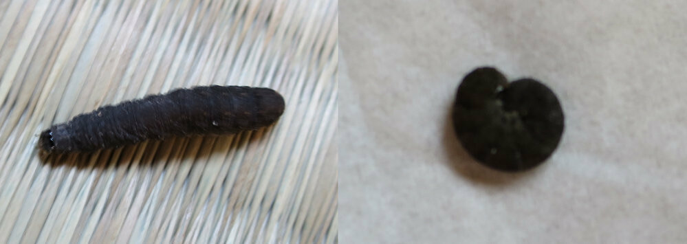 この黒い芋虫の正体は 11月位から突然 部屋の中に画像の黒い芋虫が出現 Yahoo 知恵袋