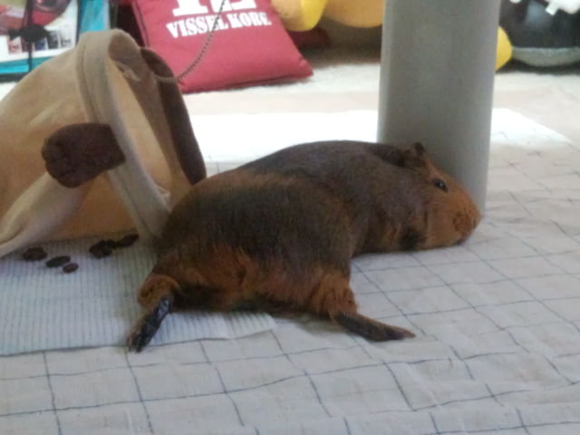 四足歩行の哺乳類で尻尾のない動物ってどのくらいいますか