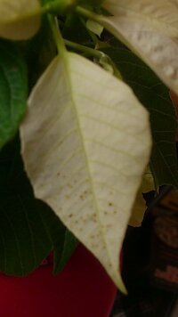 ポインセチアのホウに 小さな茶色い斑点が出てきました 何かの病気でしょうか Yahoo 知恵袋