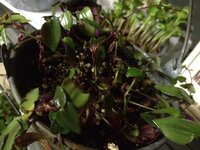 ブライダルベールの花が咲きません 吊るすタイプの鉢植えを買い 水を切ら Yahoo 知恵袋