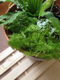 ディズニーランドで子供の年齢確認ってされますか 今度ディズニ Yahoo 知恵袋