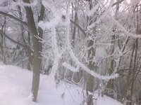 冬に 雪が木の枝に積る くっつく 現象の名前 表現 はなんというの Yahoo 知恵袋