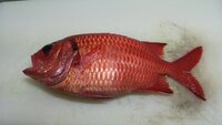 魚のエラはどうして取り除いたほうがよいのですか よく 料理番組や雑誌な Yahoo 知恵袋