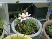 知人からお花の苗をもらいました 咲いたお花の画像です 去年の6月 Yahoo 知恵袋