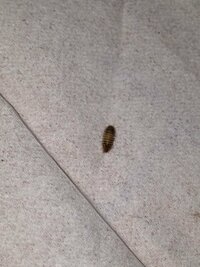 1mm程度で赤茶色の小さい虫が新居に出てすごく困っています 1日に Yahoo 知恵袋
