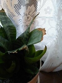 観葉植物のミニサンセベリアが最近 葉の先端から 少しづつ枯れてきてます どう Yahoo 知恵袋