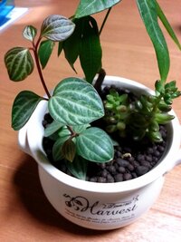 観葉植物のペペロミアについて100均で購入したペペロミアの正式な名前が知りた Yahoo 知恵袋