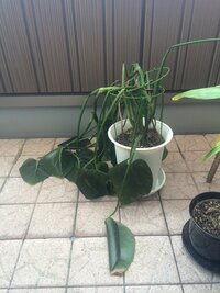 助けてください 観葉植物のモンステラが一晩外に置いたら朝起きて写真のよ Yahoo 知恵袋