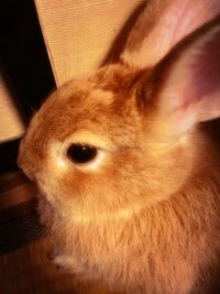 うさぎの牧草について 今最後2ヶ月ほどの仔ウサギを飼ってます 今イタリ Yahoo 知恵袋