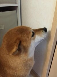 うちの犬がタケノコ の皮 を食べてしまっていますが大丈夫でしょうか 家が Yahoo 知恵袋