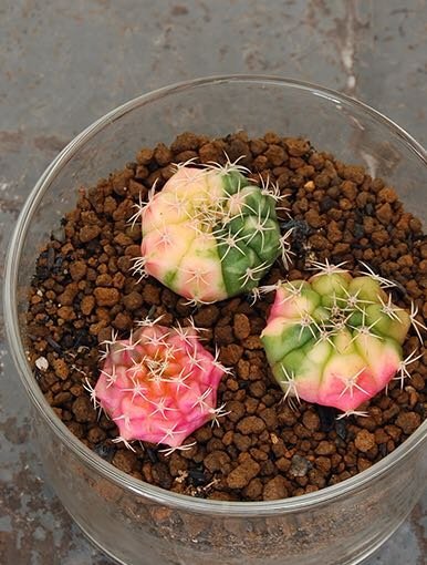 都内で多肉植物かえる所を探してます 出来れば鉢もオシャレだと助かります Yahoo 知恵袋