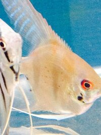 至急 回答お願いします 金魚 イカリムシ 先日 縁日で釣ってきた 金 Yahoo 知恵袋