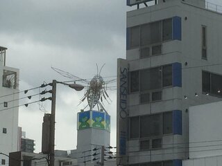 大阪に行った時通天閣から黒門市場に行く途中 ゲオのビルの後ろにこんな虫が乗っ Yahoo 知恵袋