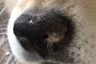 犬の鼻に白い部分があるのですが これはカビなんでしょうか 角質化してる Yahoo 知恵袋