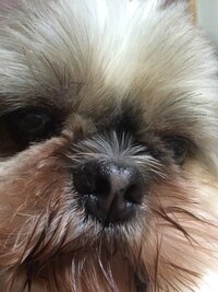 シーズー16歳そのうち仙人ならぬ仙犬になりますか まで生 Yahoo 知恵袋