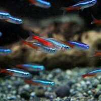 熱帯魚のネオンテトラを飼っていたのですが 飼い始めて4 5ヶ月経った頃でしょ Yahoo 知恵袋