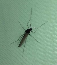 この虫はなんですか 最近 冬にも関わらず蚊みたいな虫が洗濯物に何匹 Yahoo 知恵袋