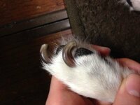 我が家の犬の爪なんですが 歩けなくなり 伸びきっています写真の Yahoo 知恵袋