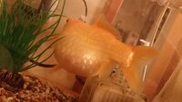 自宅で飼っている金魚なのですが お腹の辺りが物凄く膨らんで破裂して Yahoo 知恵袋