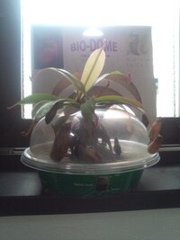 茶色くなったウツボカズラのツボ は取り除いたほうが良いですか ツボの部 Yahoo 知恵袋