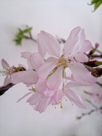 桜の花について5枚の花びらを付ける桜を見ていた時のことなんですが Yahoo 知恵袋