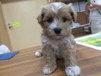 犬を飼う予定です この子は斜視ですか ペットショップではそうで Yahoo 知恵袋